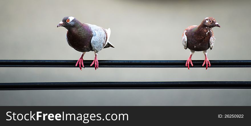 An image of a pair of pigeons sitting on some wires .