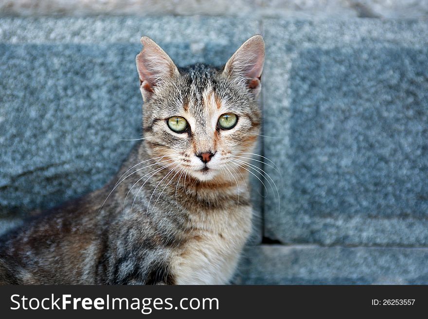 Ordinary domestic cat with nice green eyes on gray stone background. Ordinary domestic cat with nice green eyes on gray stone background