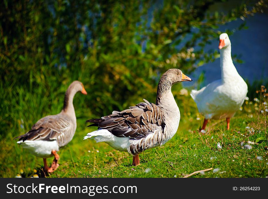 House geese float in the lake near mountains. House geese float in the lake near mountains