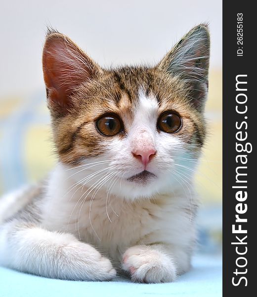 Cute little kitten with curious look