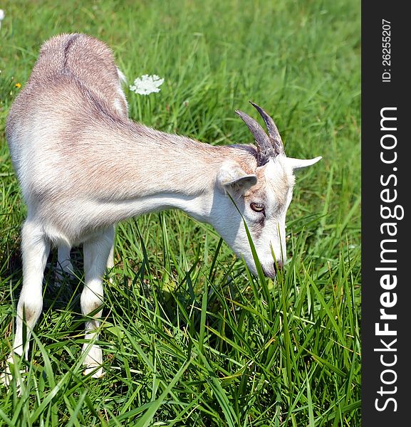 Cute little young goat eating grass. Cute little young goat eating grass