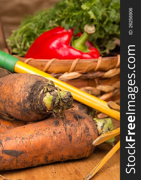 Fresh Harvested Carrots And Rake