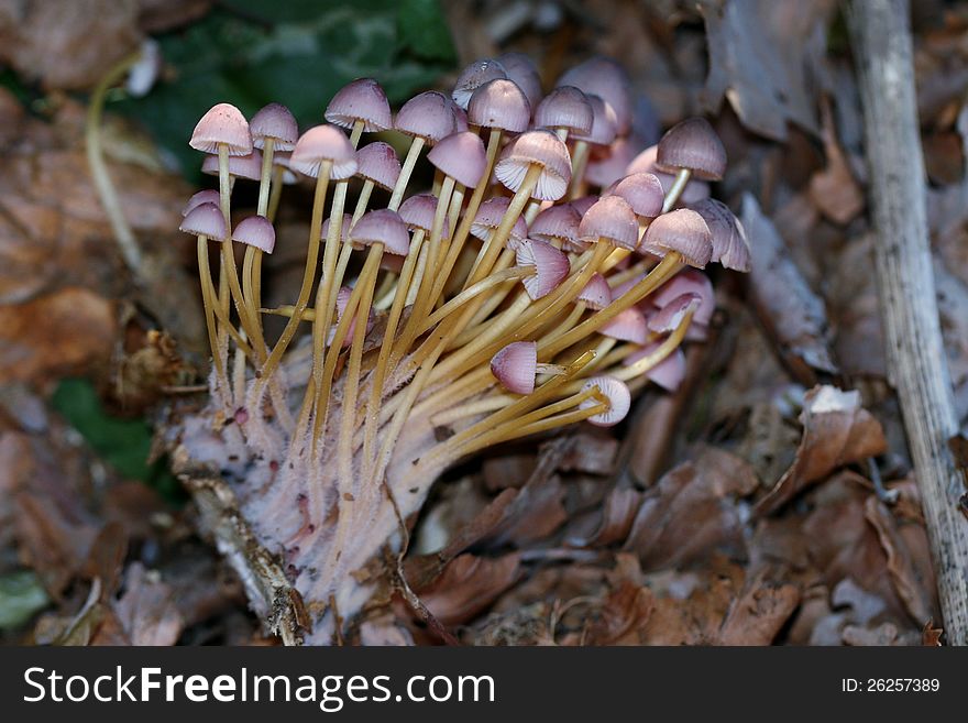 Laccaria Amethystina Mushrooms