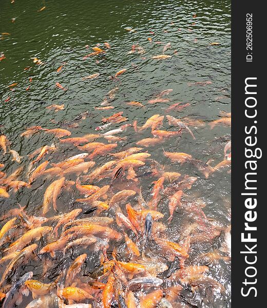 There is a Confucius Temple in Quzhou City, Zhejiang Province, China. There is a reading pool in the Confucius Temple. There are all kinds of red carp in the pool, they are very lovely and lively, passing tourists leave the fish food, the red carp will gather together.