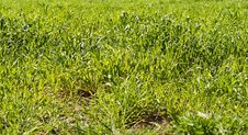 Green Long Lush Bright Spring Grass Background Royalty Free Stock Images