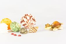 Sea Shells. Stock Photos