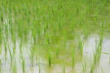 Rice Field Stock Image