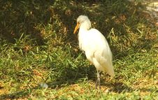 White Egret Stock Photos White Egret Stock Photos