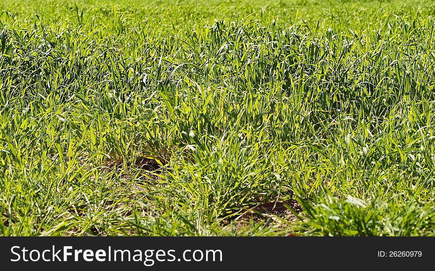 Spring time long lush bright green blades of spring grass cow fodder background. Spring time long lush bright green blades of spring grass cow fodder background