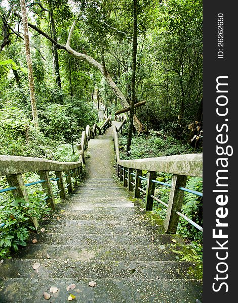 Old stairs in forest