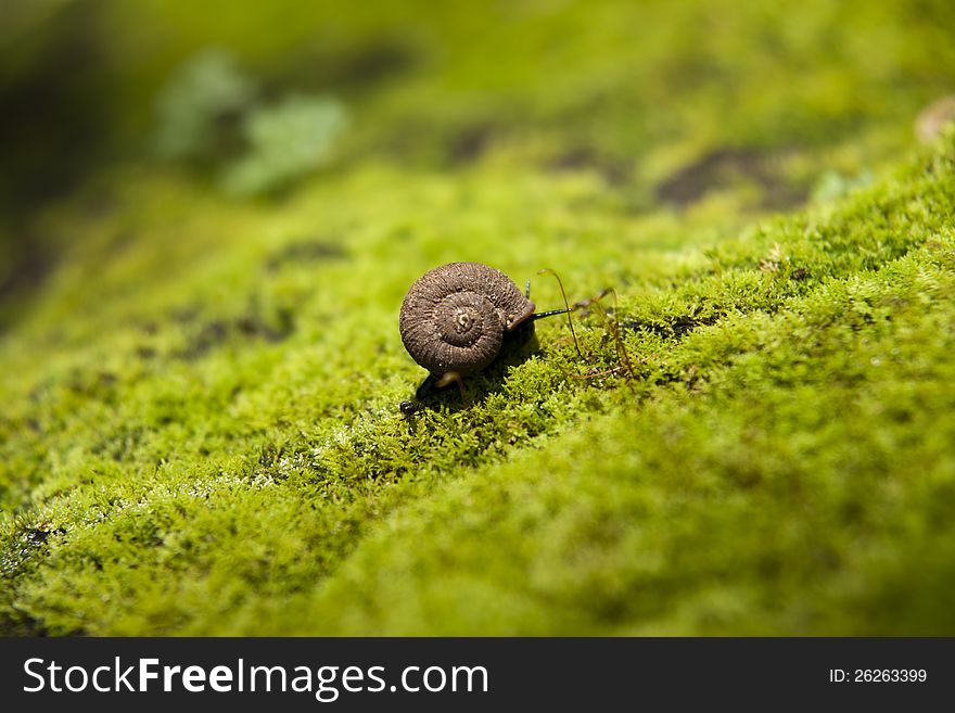 Snail on green foliage background. Snail on green foliage background