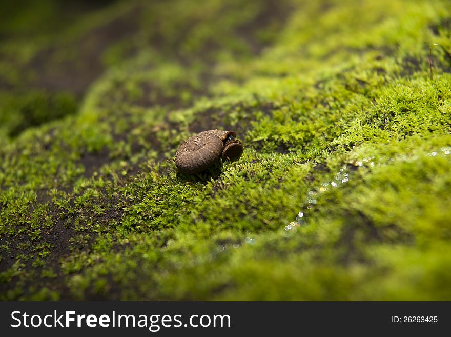 Snail on green foliage background. Snail on green foliage background