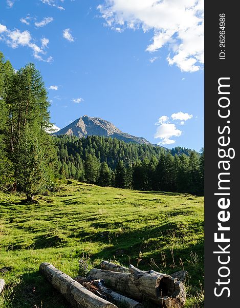 Peaceful woods landscape of north Italy with evergreen trees and blue sky. Peaceful woods landscape of north Italy with evergreen trees and blue sky