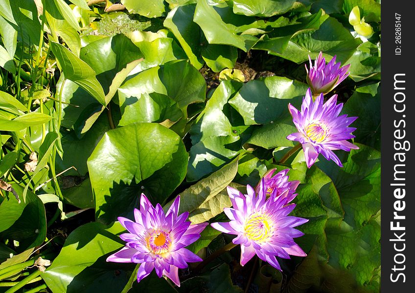 Water Lilies In The Thermal Lake