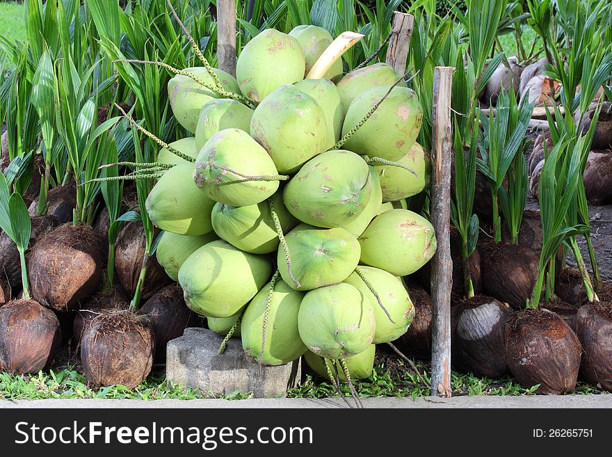 A Few fresh coconuts in thailand