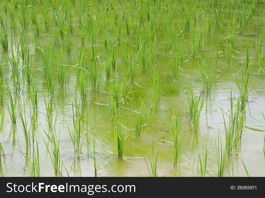 Rows of rice on a wet rice field
