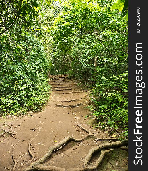 Pathway in forest of national park in Thailand