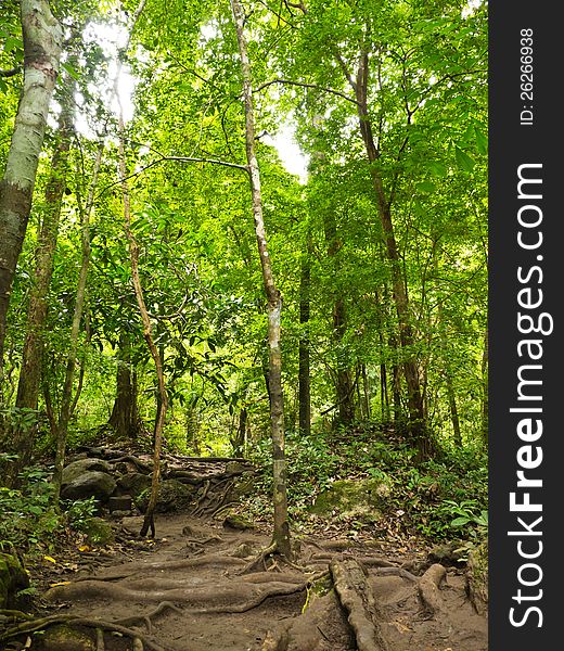 Tropical forest of national park in Thailand