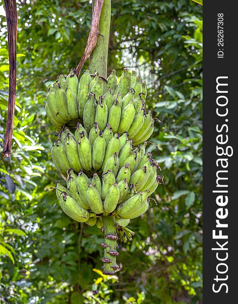 Bunch of fresh green bananas