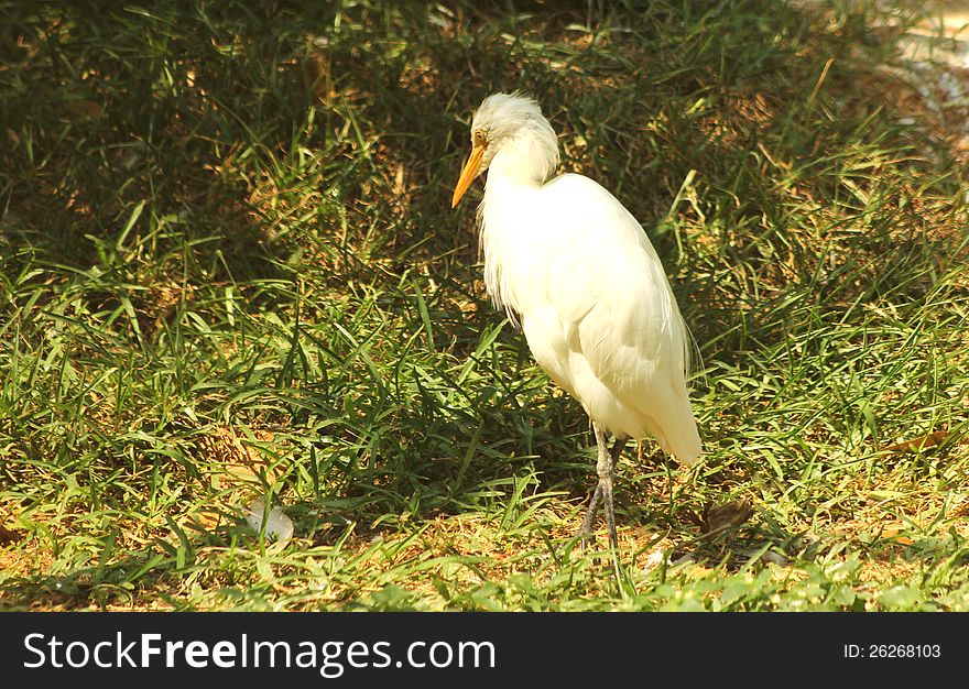 Great white egret in the forest