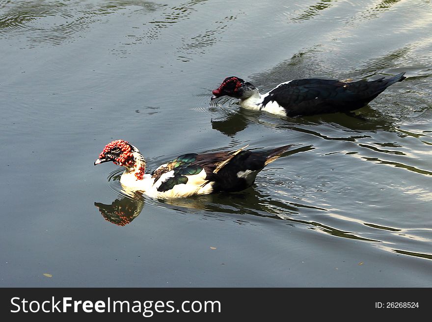 Two ornamental ducks on lake water