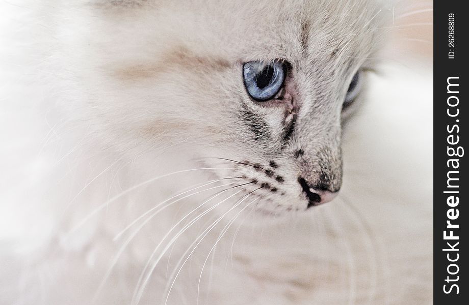 Innocence - White Lynx Point Balinese Kitten