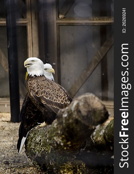 Mated pair of bald eagles