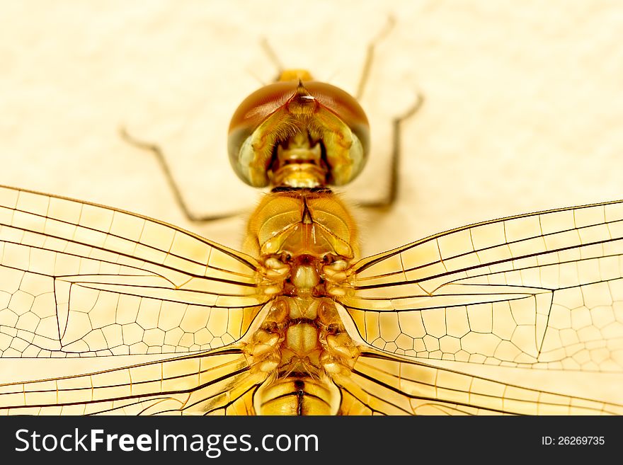 Dragonfly closeup on beautiful background