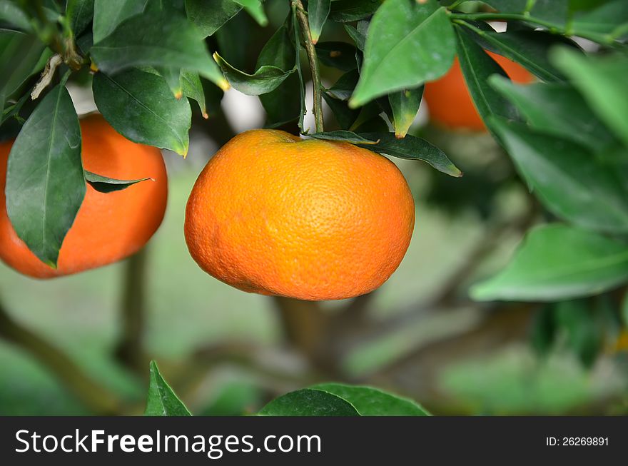 The sweet orange in a farm. The sweet orange in a farm