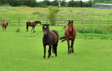 Bay Horses Grazing In Rural England Stock Images Bay Horses Grazing In Rural England Stock Images