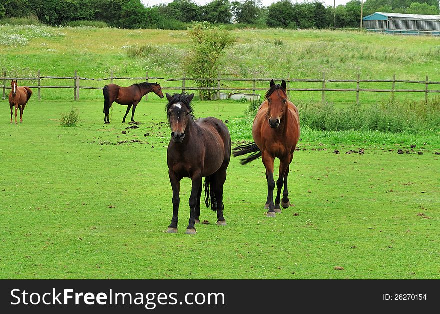 Bay Horses Grazing in Rural England