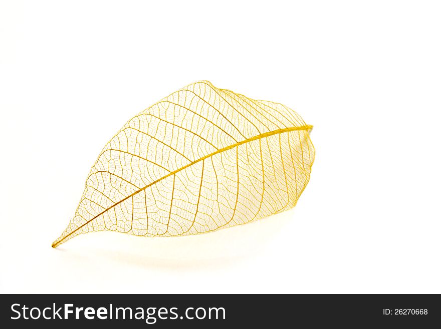 Fine image of beautiful transparent leaf isolated on white. Fine image of beautiful transparent leaf isolated on white