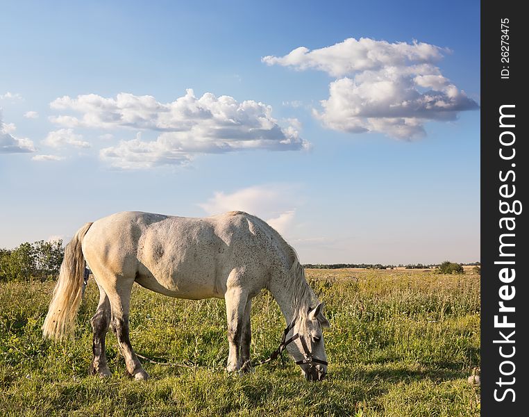 White horse graze in a field on a sunny day