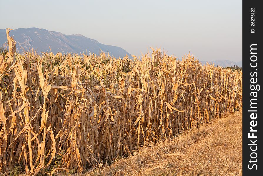 Dried corn field and grass due the drought in the summer in Slovenia, Europe.