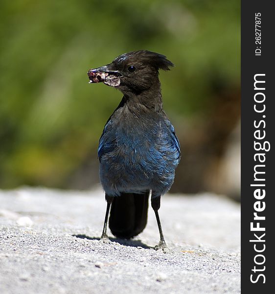 Stellers Jay snatches some food near Crater Lake. Stellers Jay snatches some food near Crater Lake