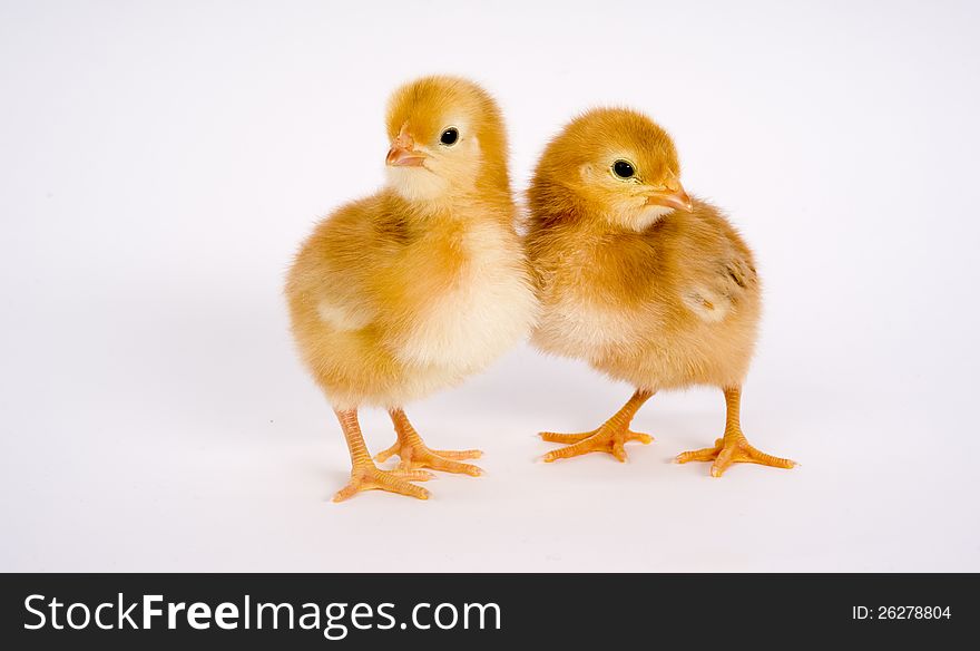 One Newborn Chicken Couple stands together. One Newborn Chicken Couple stands together