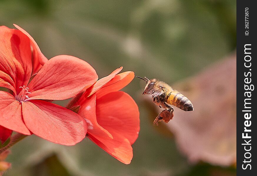 Beautiful Bee Looking For Pollen In Garden Flowers