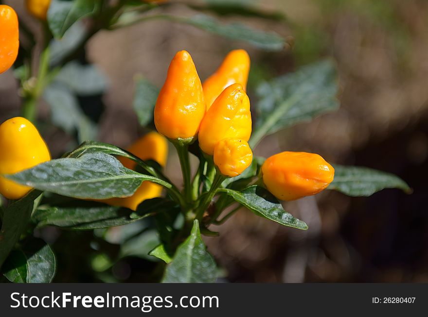 Plant of spicy yellow pepper