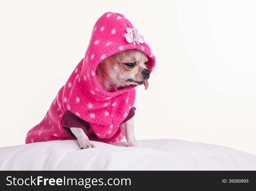 A small chihuahua warmly dressed for the winter. A small chihuahua warmly dressed for the winter.