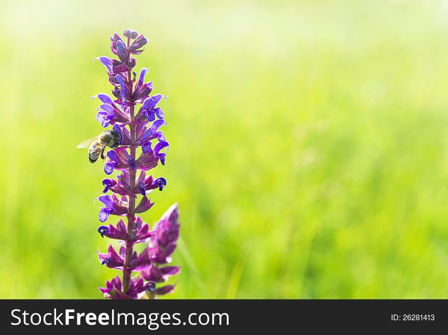 Beautiful wildflower-beauty in nature