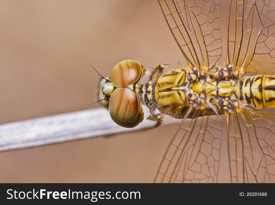 Close up of dragonfly on branch