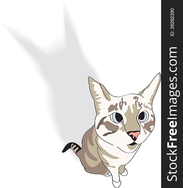 Cute burmilla cat with shadow. Vector illustration.