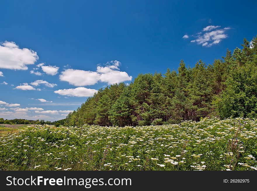 Meadow Of White Flowers And Fir Forest