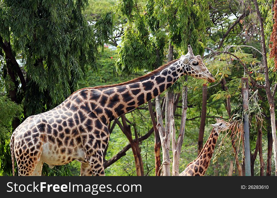 Photo of graceful and gentle mature adult giraffe and a younger giraffe eating its vegetarian food. Giraffe is mostly found in african forests and these gentle gaints have long necks and legs. Photo of graceful and gentle mature adult giraffe and a younger giraffe eating its vegetarian food. Giraffe is mostly found in african forests and these gentle gaints have long necks and legs