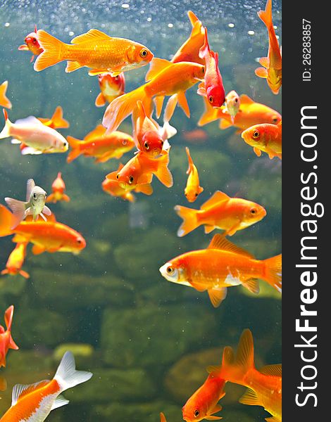 Red and gold fishes in aquarium. Red and gold fishes in aquarium