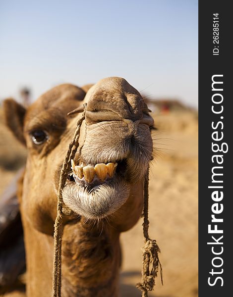 Silhouette of a Camel on the Dunes of the Thar Desert, Rajasthan - India. Silhouette of a Camel on the Dunes of the Thar Desert, Rajasthan - India