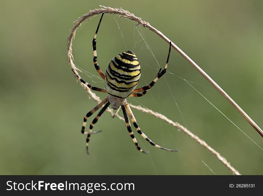 A nice wasp spider close up