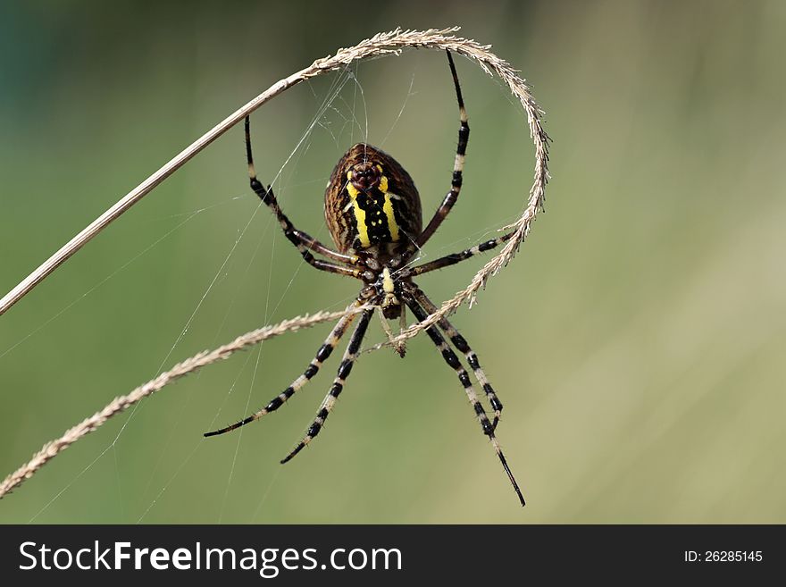 Wasp Spider Close Up