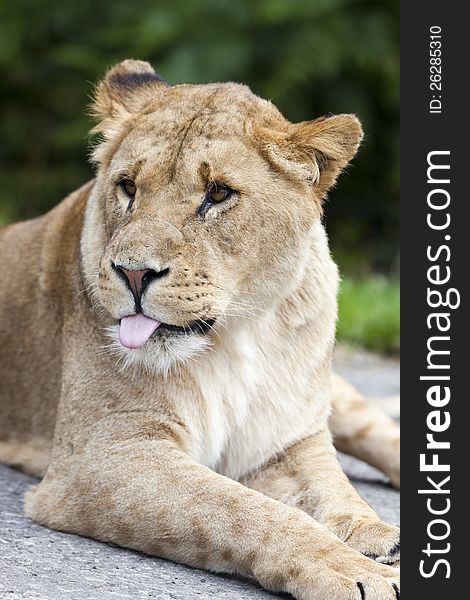 Lioness sitting on the grass. Lioness sitting on the grass.