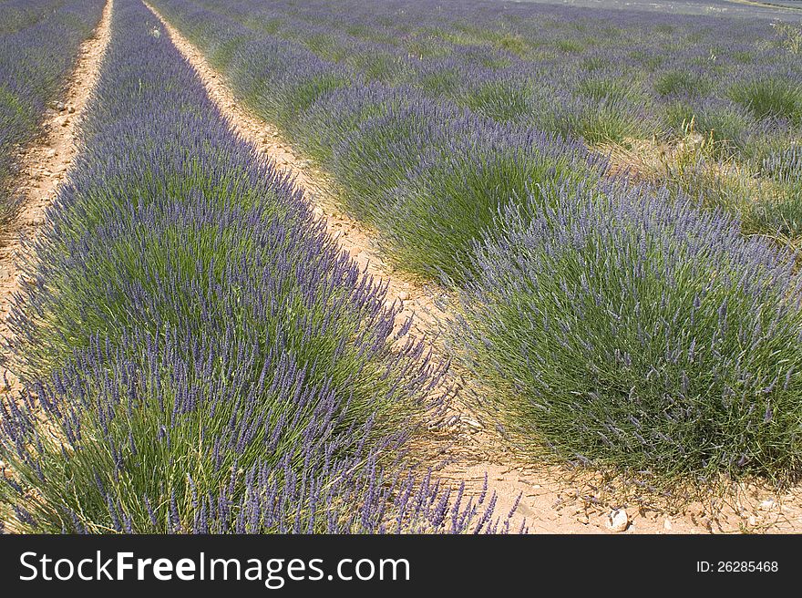 Lavender field in the region of Provence, southern France, photographed on a summer afternoon